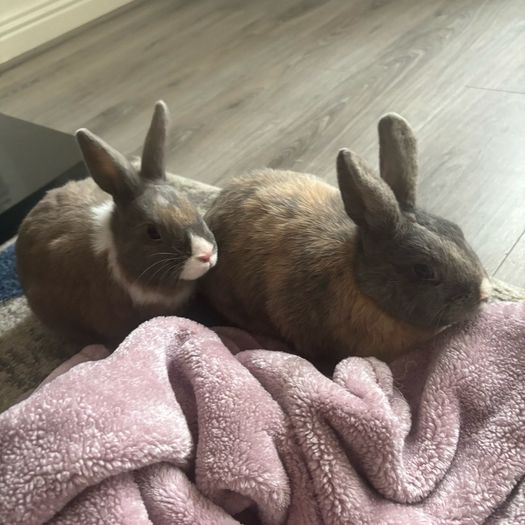 Dwarf Rabbits