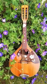Mandolin for sale