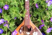 Mandolin