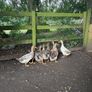 Farm yard ducks Image 3