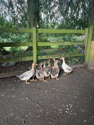 Farm yard ducks