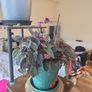 plants Image 5