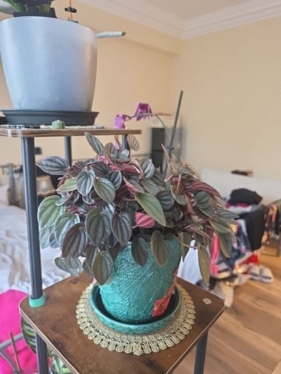 plants