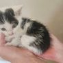 Kitten Image 2