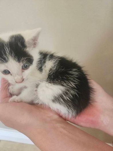 Kitten