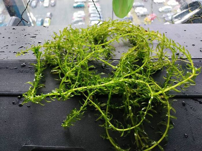 aquarium plants