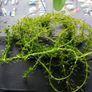 aquarium plants Image 2