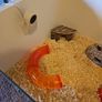 Hamster Cage with accessories (can discuss price) Image 5