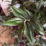 Plant -Tradescantia Zebrina Flame Dance Image 6