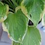 Potted plant Image 3