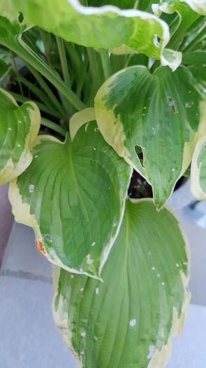 Potted plant