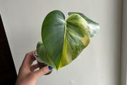 Monstera Yellow Marilyn