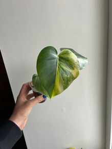 Monstera Yellow Marilyn
