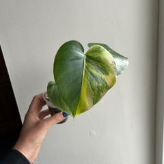 Monstera Yellow Marilyn