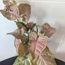 Syngonium Neon Robusts Plant Image 3