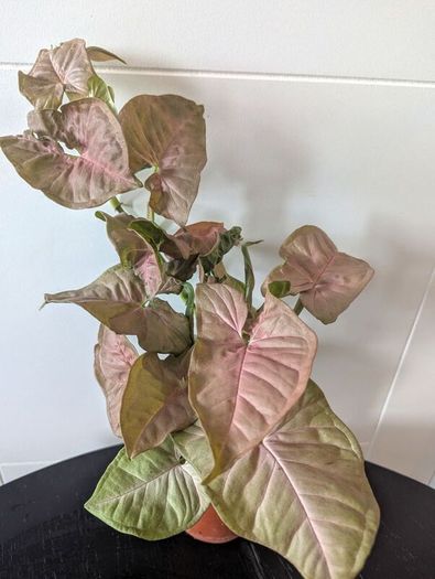 Syngonium Neon Robusts Plant