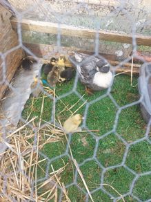 Call ducklings