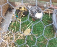 Call ducklings