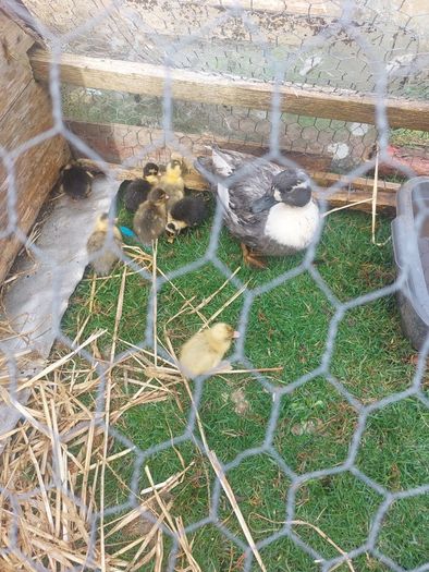 Call ducklings