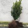 Box Hedging Image 8
