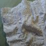White satin corset top Image 2