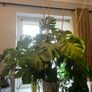 Big plant Image 2