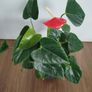Anthurium plant Image 2