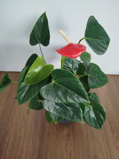 Anthurium plant