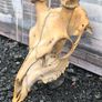 Vintage Red Deer Skull Image 3