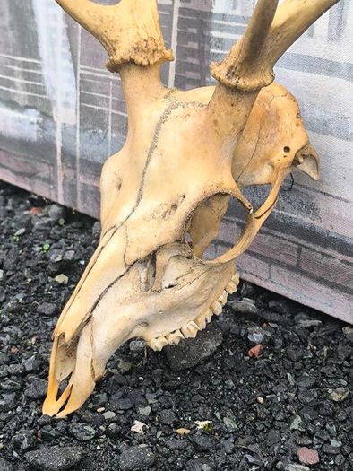 Vintage Red Deer Skull