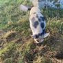 kune kune pigs Image 7