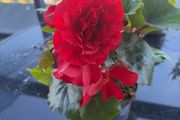 Begonia Plant