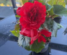 Begonia Plant