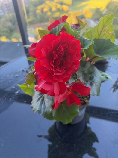 Begonia Plant