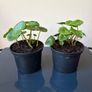 Plant Image 3