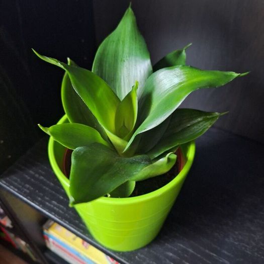 Sansevieria Hahnii Snake Plant in Bright Green Pot