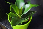 Sansevieria Hahnii Snake Plant in Bright Green Pot