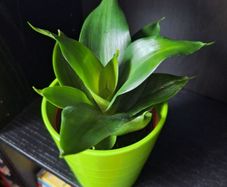 Sansevieria Hahnii Snake Plant in Bright Green Pot