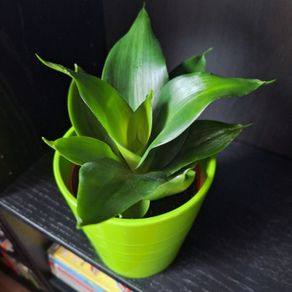 Sansevieria Hahnii Snake Plant in Bright Green Pot