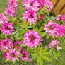 Plant Image 2