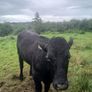 Bullocks Image 6