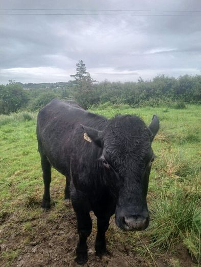 Bullocks