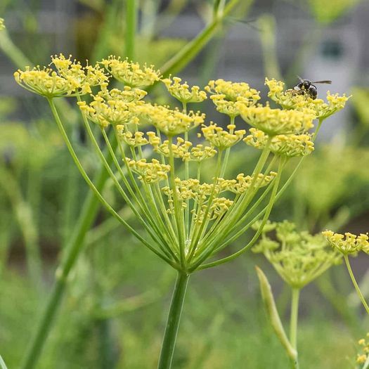 Fresh Fennel Plants