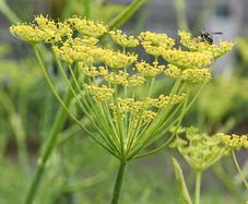 Fresh Fennel Plants