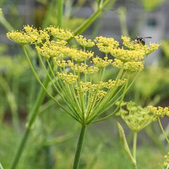 Fresh Fennel Plants