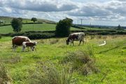 Pedigree Irish Moiled cows with bull calf at foot