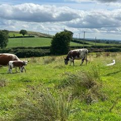 Pedigree Irish Moiled cows with bull calf at foot