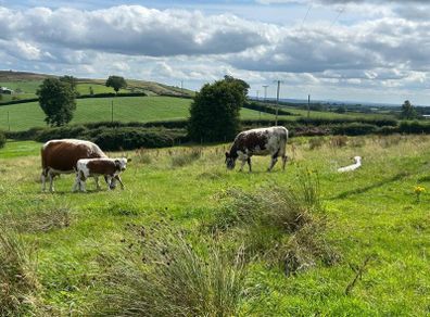Pedigree Irish Moiled cows with bull calf at foot