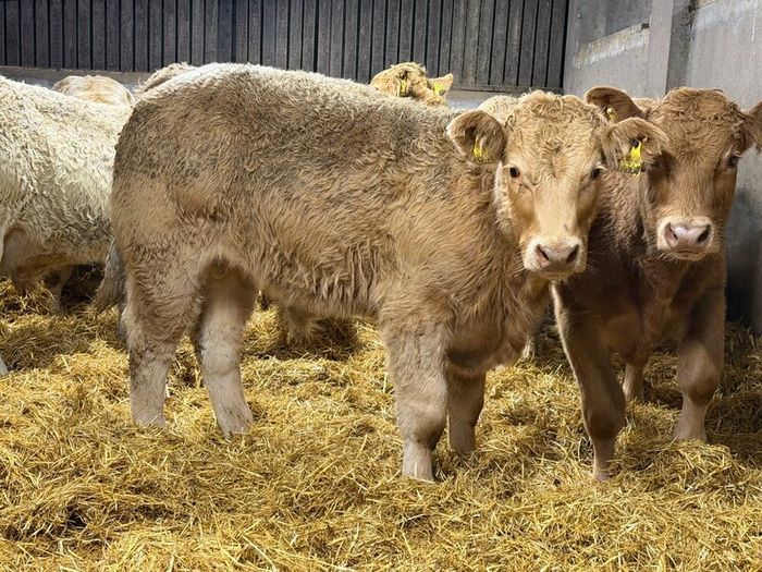 Charolais Weanlings