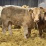 Charolais Weanlings Image 6